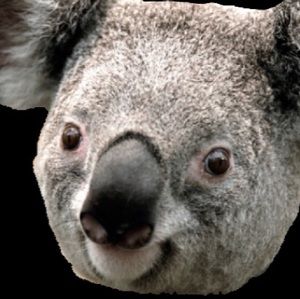 Meet your Posher, Angelu